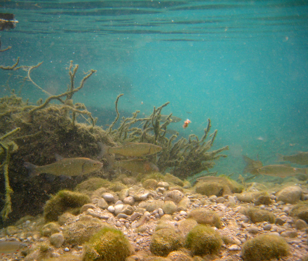 Immersione in risorgiva vicentina